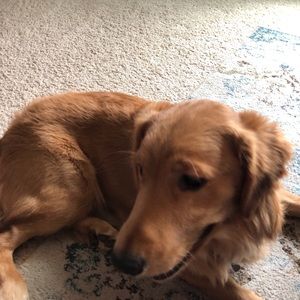 Meet your Posher, Mallory